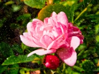 Stoneflower 2